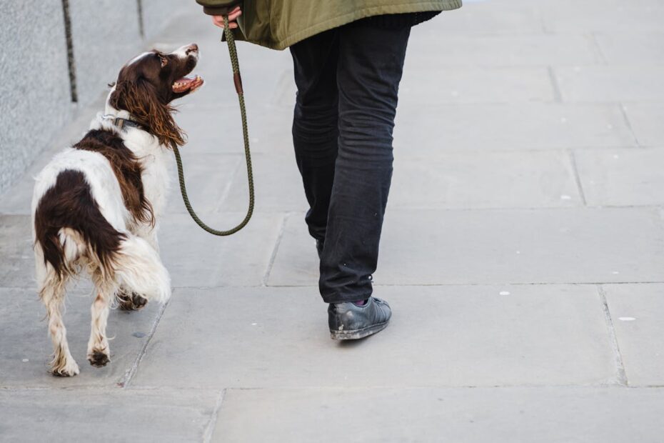 Os melhores lugares para passear com seu pet na sua cidade